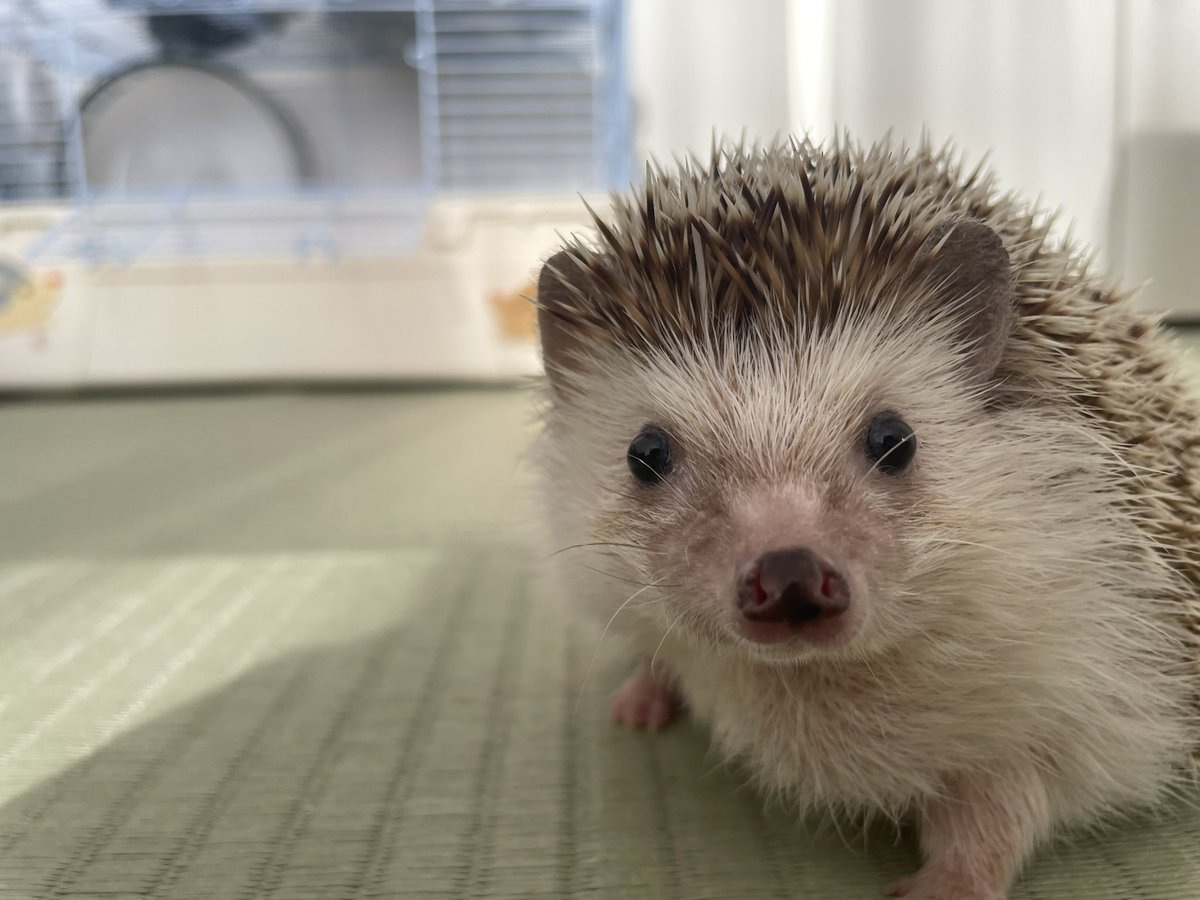 ハリネズミ Post by 🦔ハリネズミのかりん🦔 on X: ＃ハリネズミ