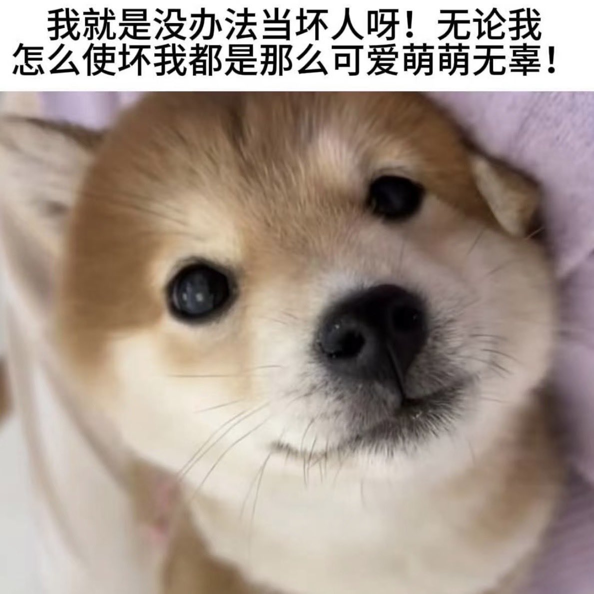 BackToWinterism's tweet photo. 谁又惹他高兴了 一进家园又开始萌笑 https://t.co/gWmRO2cjic
