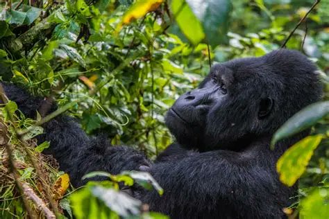 booktouruganda's tweet photo. 🦍 Gorillas – Bwindi
🐒 Chimps – Kibale
🦁 Lions, elephants, hippos – Queen Elizabeth
7 days. 3 parks. 2 primates. 1 adventure. 🇺🇬
Book now: 📩 info@gorillatourbooking.com | 📱 +256704635044 | 🌐 https://t.co/EldfRUgzZa
#UgandaSafari #GorillaTrekking #QueenElizabethNP #Wildlife https://t.co/Kn6jk6Z284