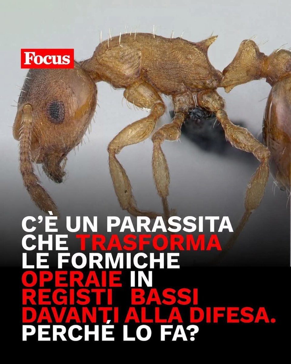 ufficialee's tweet photo. Ufficiale? https://t.co/Wb1Lnhsk3u