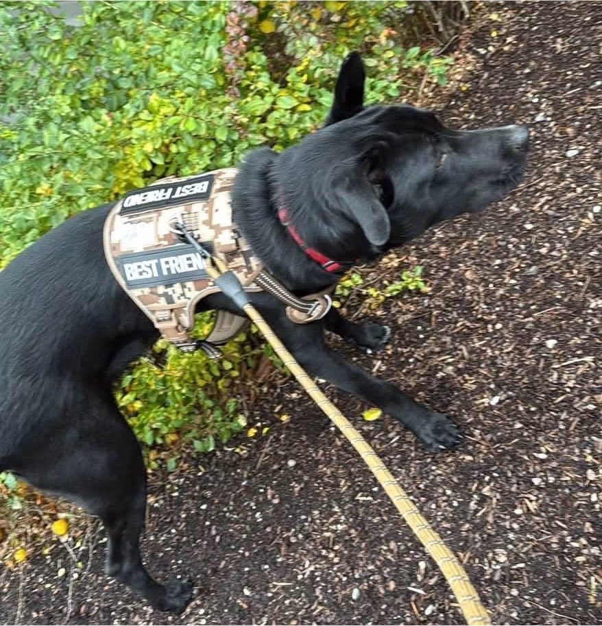 Disaster_Zones's tweet photo. #SpokaneFires 

Missing Puppy:

Shadow was last seen on E Mission Ave in Spokane Valley. He is a black lab mix . Please share to help find him, T.Y!

#Spokane #Washington https://t.co/TTvRRZ48fe