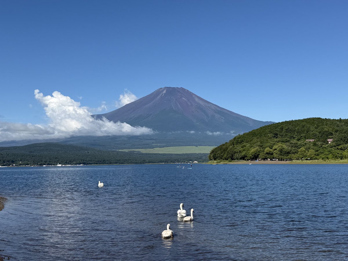 daimon2119's tweet photo. 白鳥と湖と富士山 https://t.co/tcD7kl43Fq