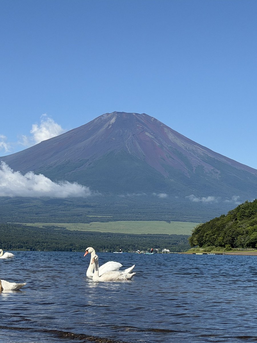 daimon2119's tweet photo. 白鳥と湖と富士山 https://t.co/tcD7kl43Fq