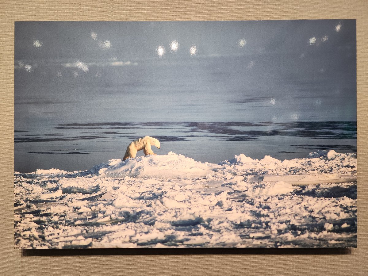 FUJIFILMスクエア 星野道夫「NANOOK ホッキョクグマ 氷原の静かなる