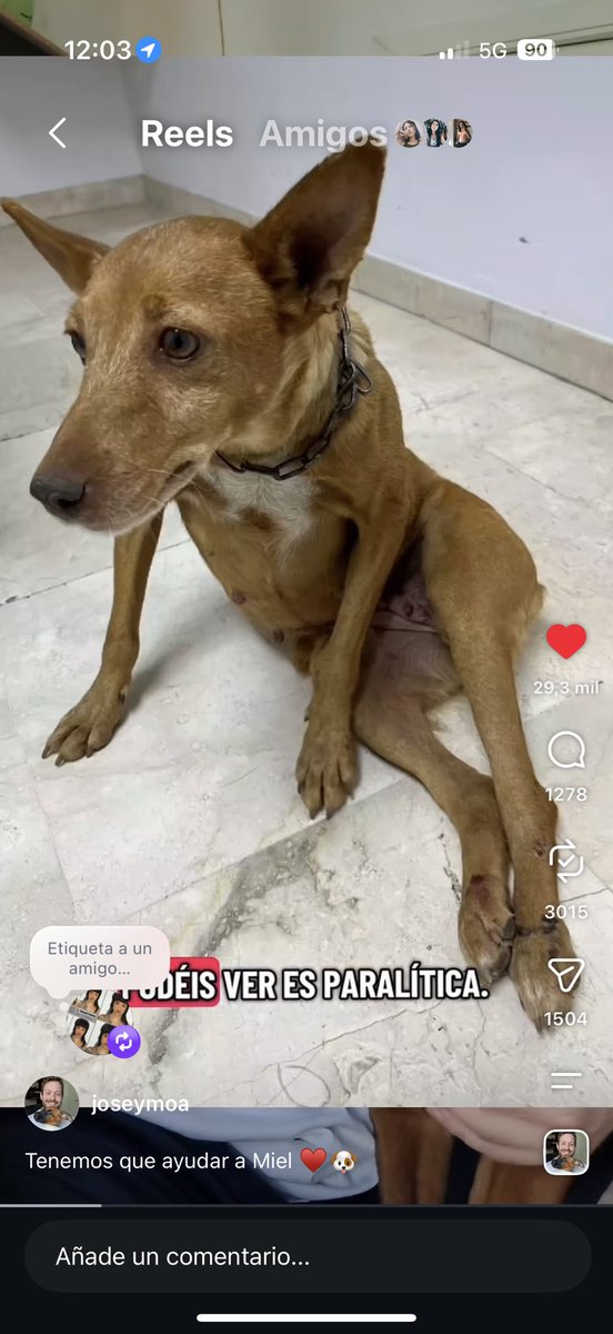 alienizate's tweet photo. MUY IMPORTANTE ALGUIEN QUE HAGA EL TRAYECTO CÓRDOBA MADRID QUE PUEDA TRAER S ESTÁ PERRITA ES PARALÍTICA Y ES NECESARIO QUE LA TRATEN CUÁNTO ANTES https://t.co/9sdXnVLext COMPARTID POR FAVOR https://t.co/VSb6v9aACk