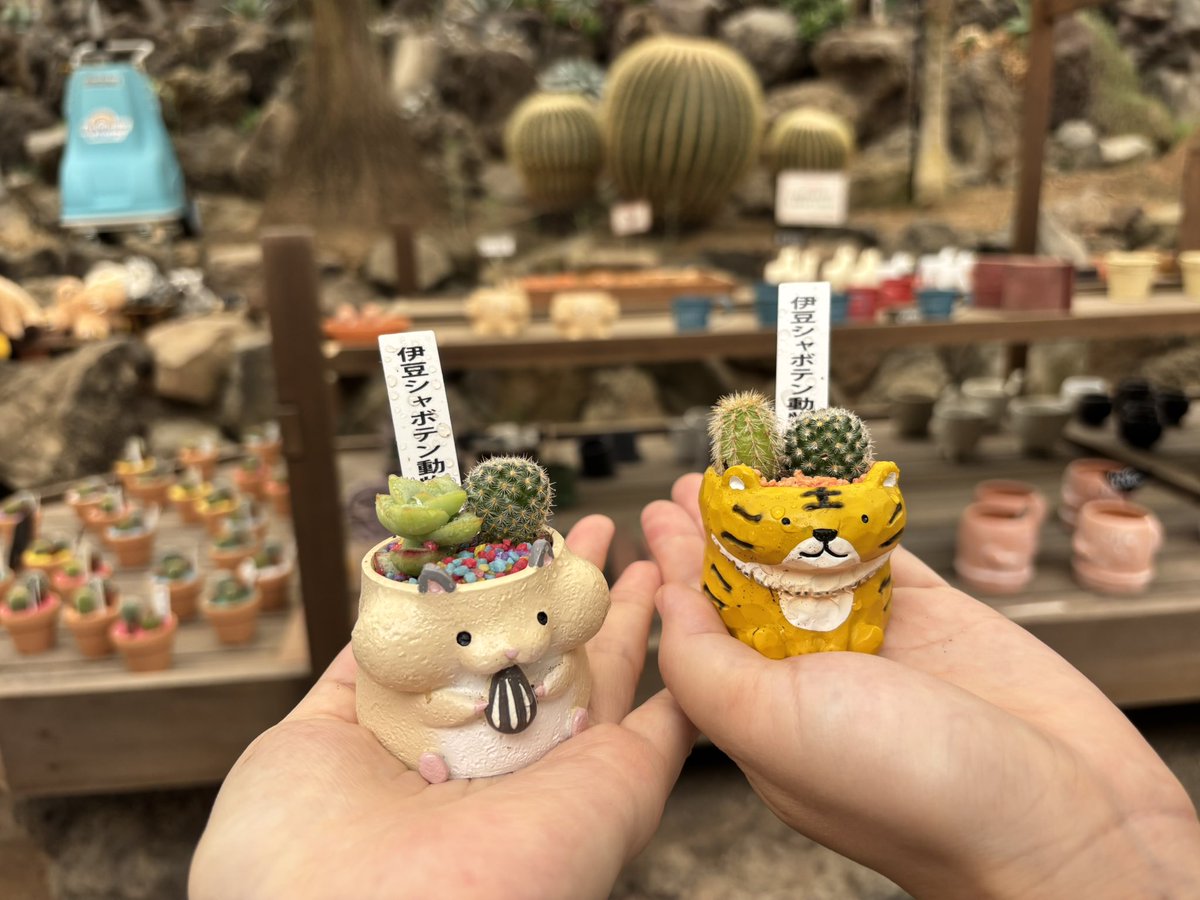 lemon81per's tweet photo. サボテン狩りしてきた🌵🌵✨ https://t.co/V37ELeCe2G