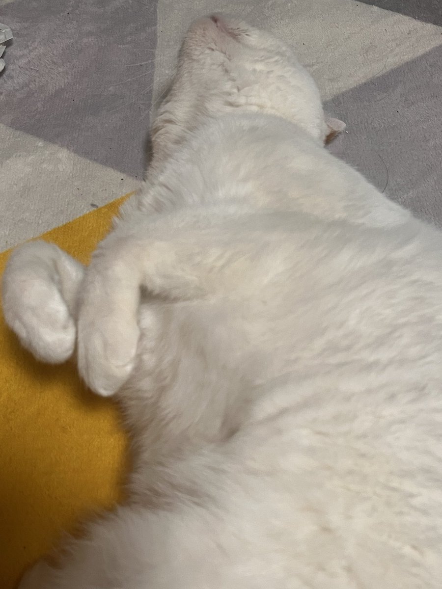 Inunekonekobig's tweet photo. あご。
#猫の居る幸せ
#猫好きさんと繋がりたい
#猫　#cat #ねこ https://t.co/w6JittOGzX