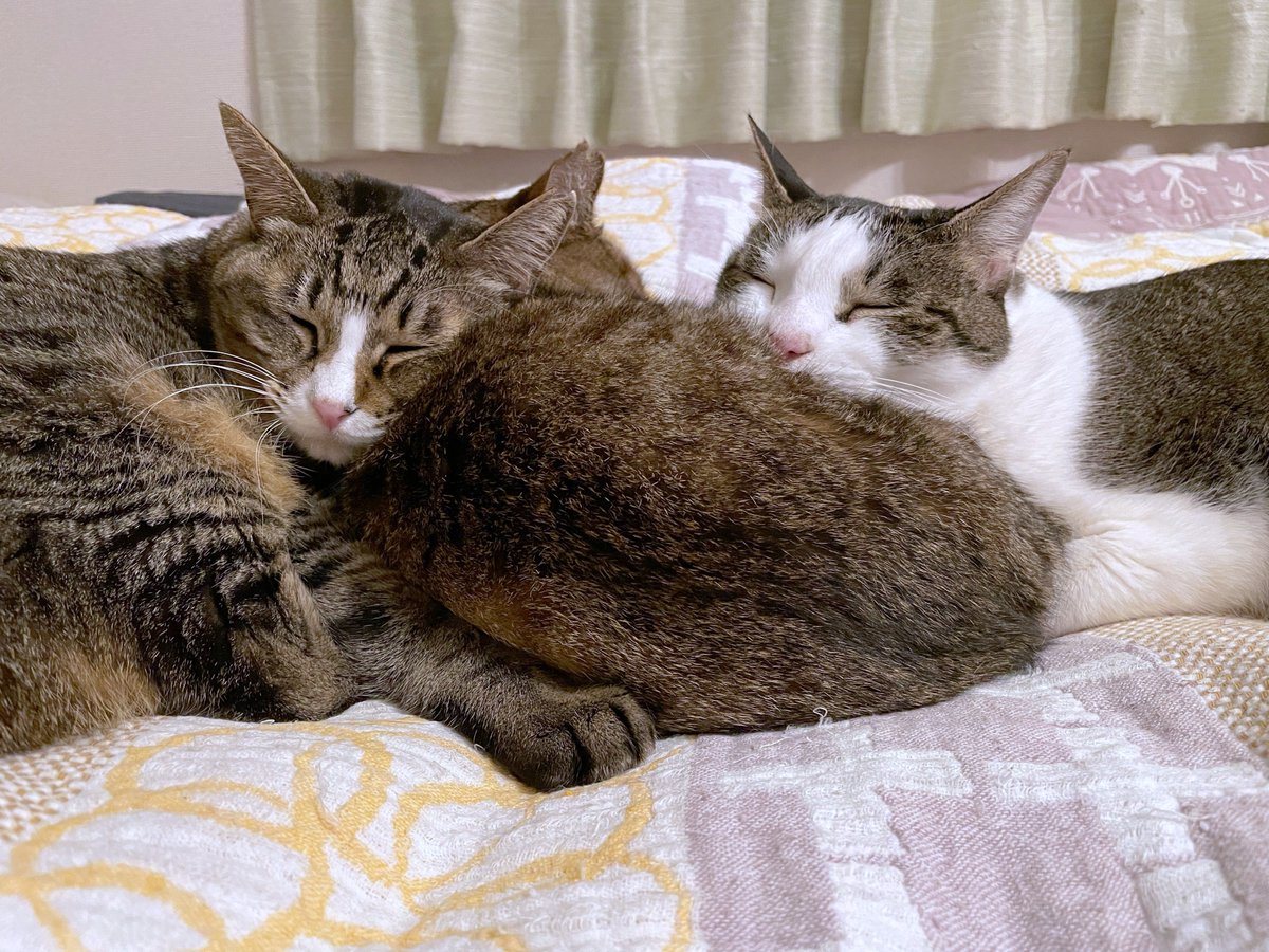 mitoconcon's tweet photo. 去年の暮れと今年の四月に見送った愛猫の初盆となるため、大好きだったおやつを結集して精霊馬を作りました。
先に見送った子たちもみんな一緒に、これに乗って爆速で帰ってくるんだよ。待ってるからね。 https://t.co/Wkx7JedATb