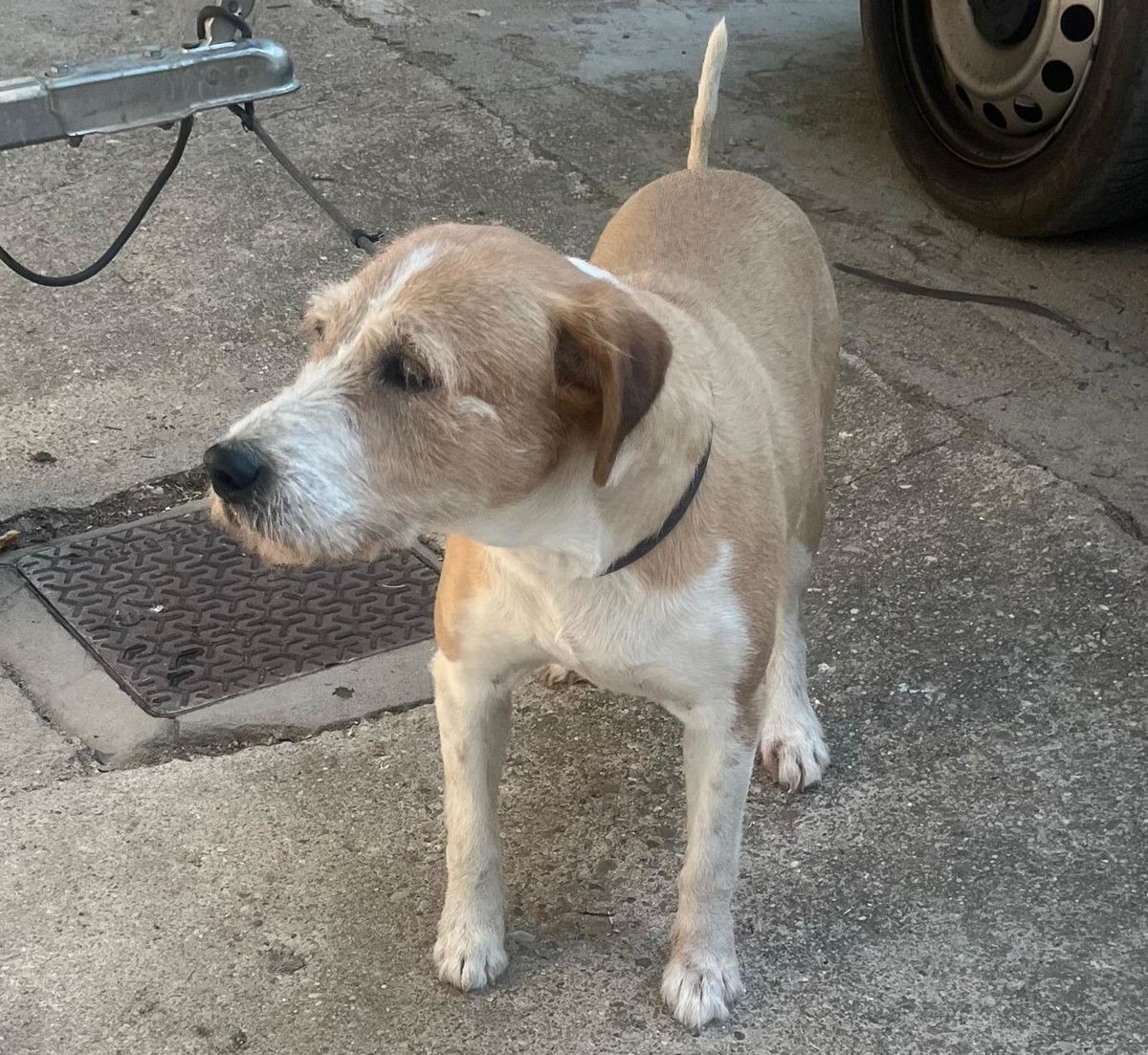 PerreraDipVall's tweet photo. ❗️ En adopción:

🐕 Macho mestizo, del 07/2018.
📍 Entregado por su propietario, el 12/08/2026.

🆔 #CED2608121
➡️ https://t.co/GbmjKUwCsI
👀 Reservas y cita previa: ☎️ 659 681 584
🕙 L-V 10-13:30 y 17-19. S, D y fest. 10-14h. https://t.co/7yUZutV6WH