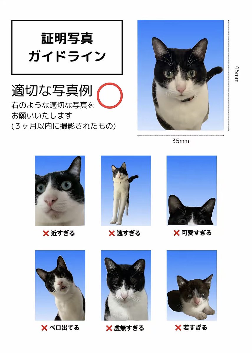 kotsuntarochan's tweet photo. 【履歴書】
名前:こてつ
資格:害虫追いかけ検定6級
備考:気合いある時は誰よりも目をｷｭﾙｷｭﾙにできます。気分で週6くらい出社猫できます。 https://t.co/Fb87j9aKHs