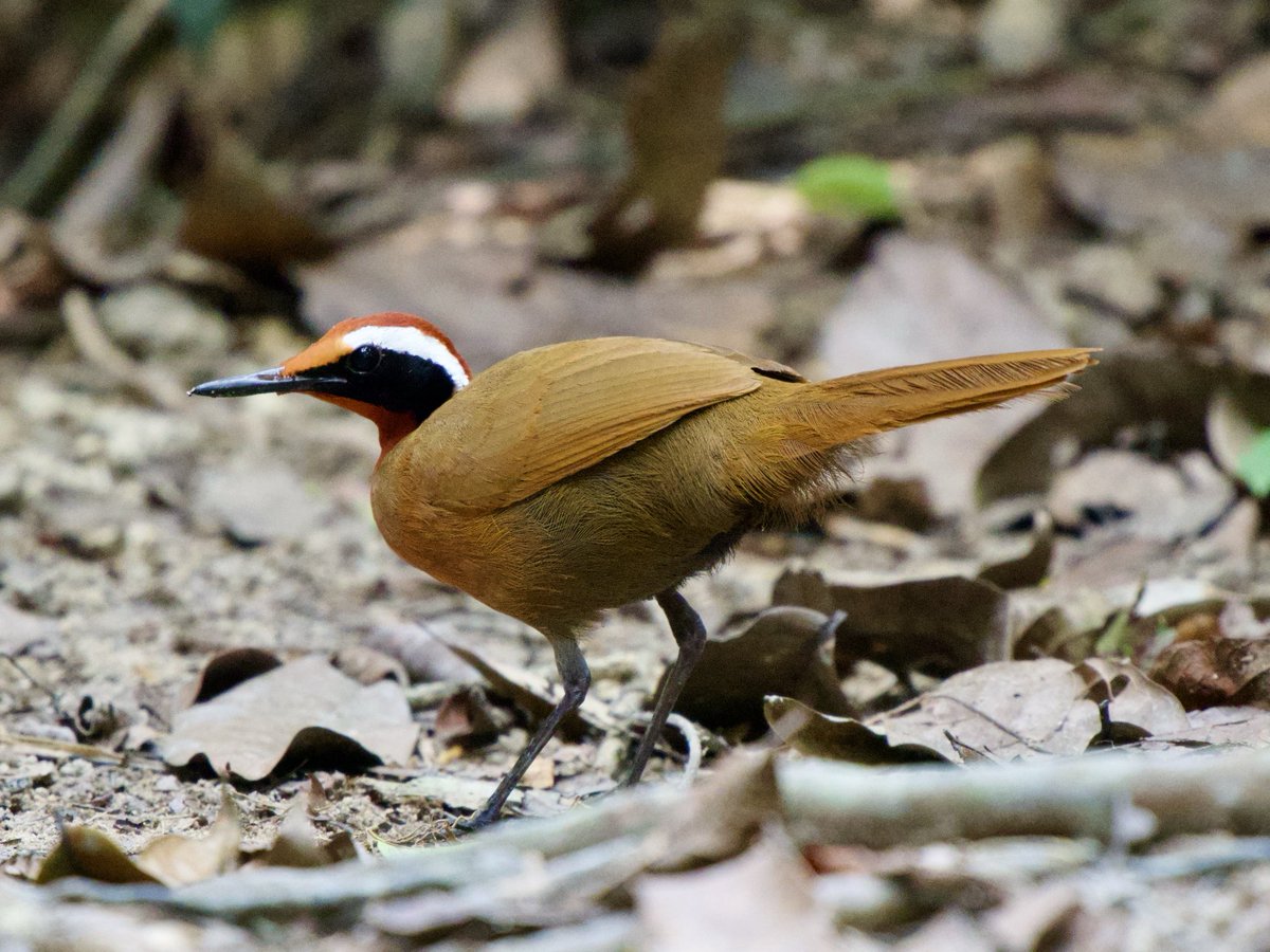 fred_fearn's tweet photo. Malaysian Rail-babbler, Hulu Langat, Kuala Lumpur this afternoon. One of my ‘most-wanted’ for a long time. Very happy. https://t.co/CpL7twpINu