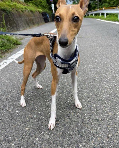 gY2TiUbn6e8e6KL's tweet photo. 🐶『お家に帰れました😆』🎉
よかた♪よかたｰ٩(๑´ ∀`๑)۶♪💕
長野県諏訪市湖岸通りからの迷子になっていた〝あめちゃん〟 に朗報✨
無事保護されてお家に帰れました😀🎊
皆様のご心配、ご協力ありがとうございました🙇🏼
https://t.co/3X6IAqq4vz https://t.co/jpWSZ4VFJo