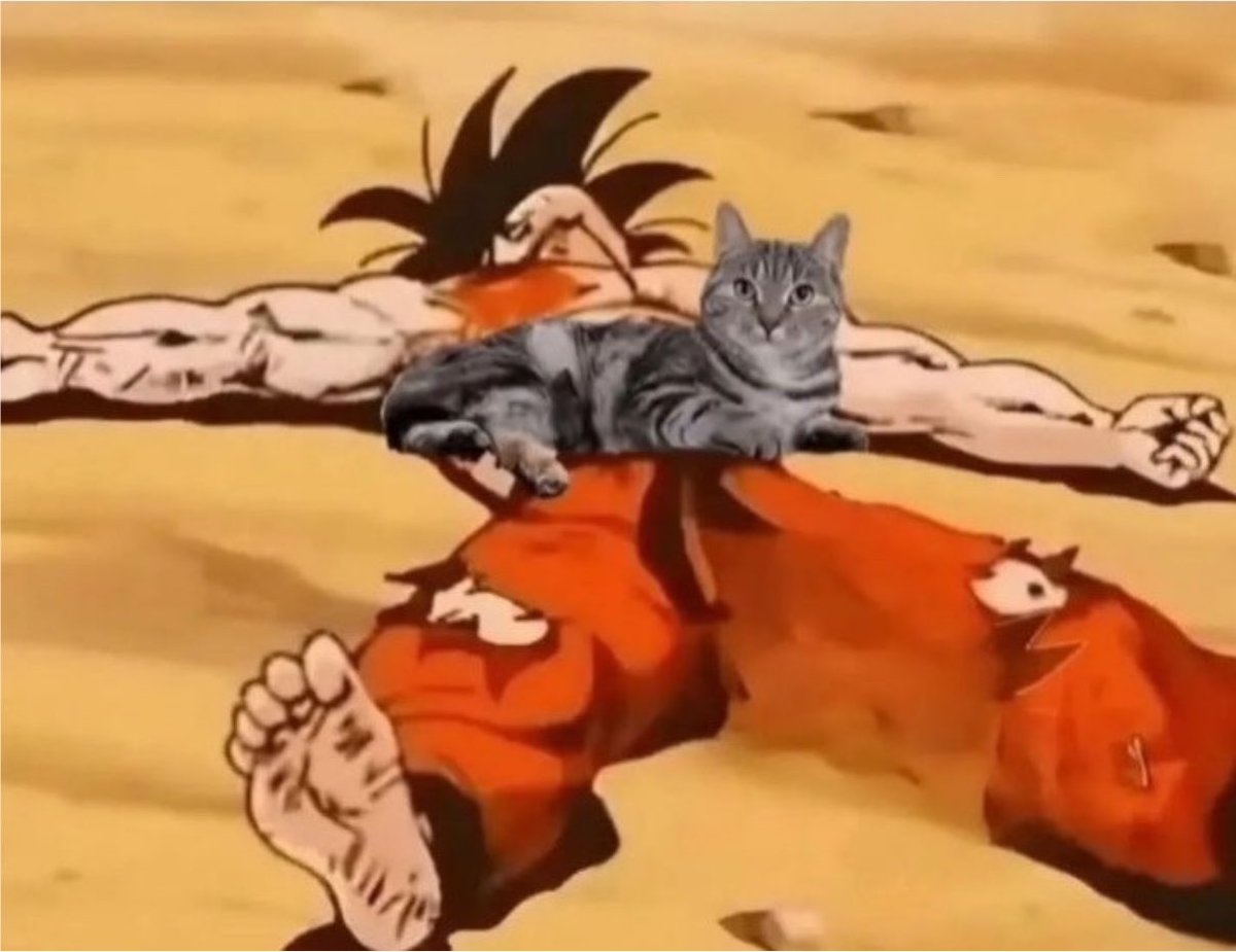 gatinarios's tweet photo. eu: *caio da escada e ficou inconsciente*

meu gato: https://t.co/W5eM9ID5Ih