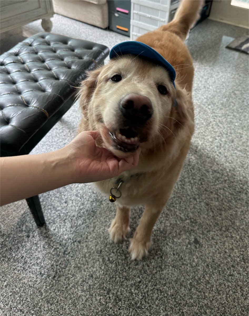 moneymoniedog's tweet photo. ฮี่ๆ มีหมวกใหม่ค้าบ https://t.co/67dsU46iOg