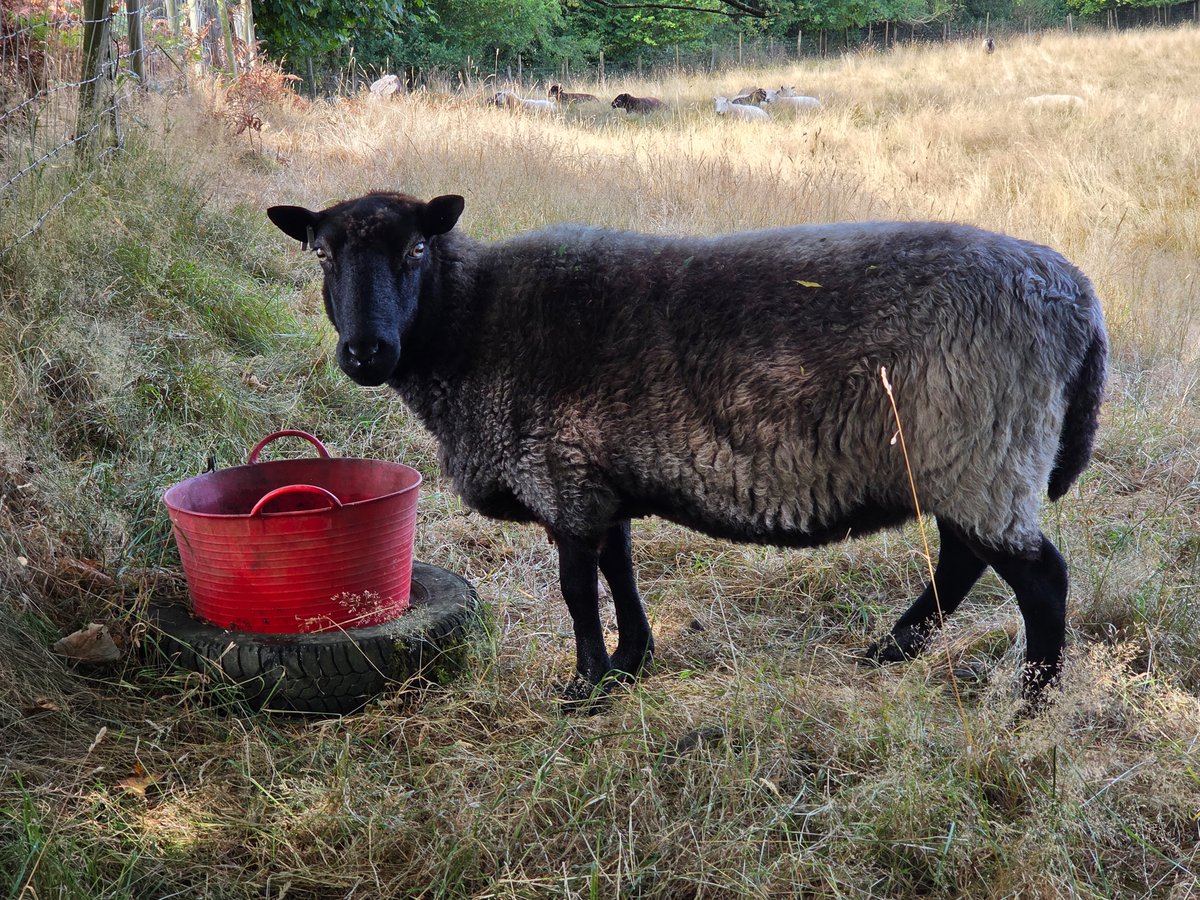 WPSSanctuary's tweet photo. Sioned says all this hot weather is thirsty work! Another 30°c + day today 🥵
#animalsanctuary #sheep365 #nonprofit #amazonwishlist #animallovers #foreverhome #heatwave #adoptasheep
https://t.co/2mryl593Xf https://t.co/ow34S5419Q