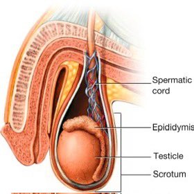 menbuiltxo's tweet photo. Most men trying to “boost testosterone” are looking in the wrong place.

Before buying a testosterone booster, understand what actually matters:

Sleep.
Body composition.
Training.
Nutrition.
Stress.
Micronutrient deficiencies.

And yes — a few supplements can be useful.

🧵 Here’s what men should actually know about testosterone & supplements: