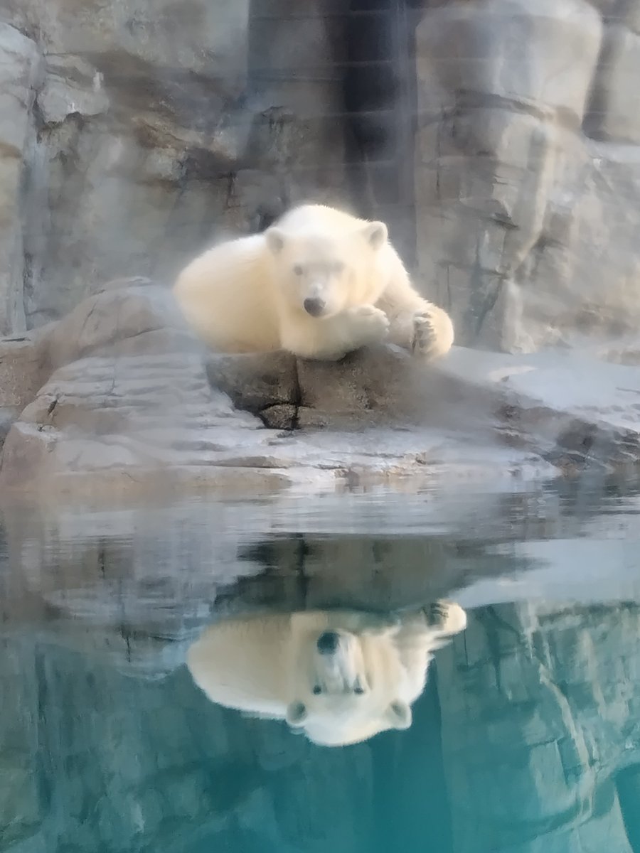 cafe_muffy's tweet photo. 水面に映っているのは

おとなになったボク？

#モモ太　#男鹿水族館 https://t.co/k0r6E05xI2