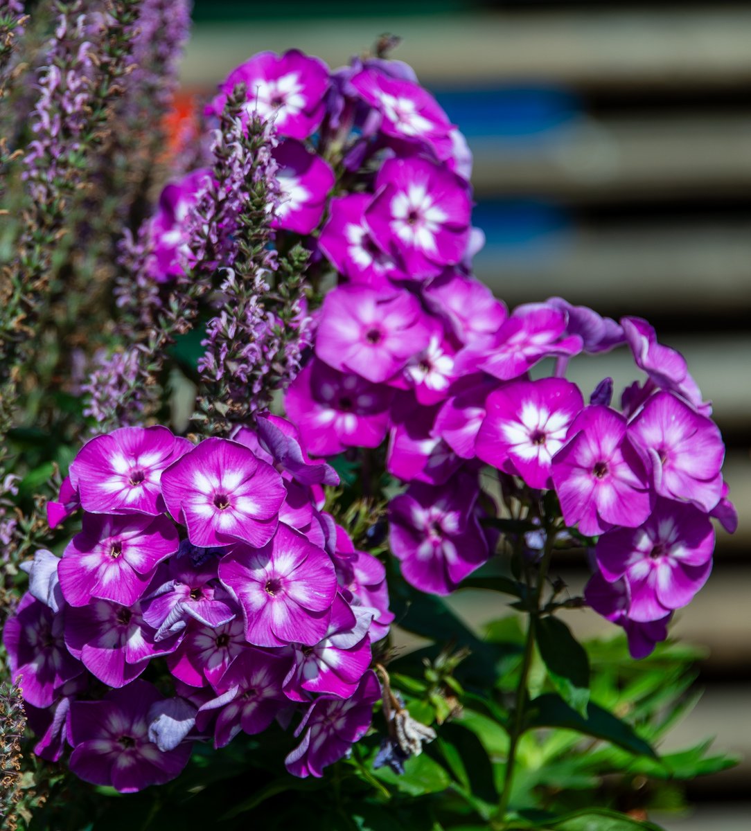 WellensRog's tweet photo. Flowers https://t.co/q7SK9peiiz