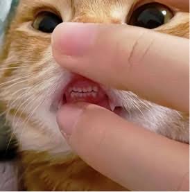 jeebibbib's tweet photo. ไหนๆ https://t.co/HFApvf9Ck5