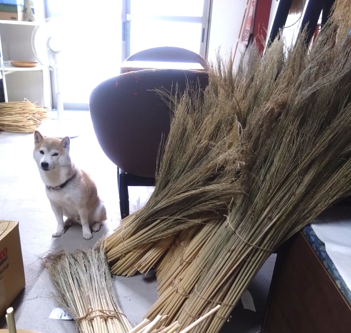 sanaem4's tweet photo. ボク、今お母さんは忙しいって知ってる。
お利口さんなこの姿。
遊べないって理解し待てるボクを、こっち来て撫でで褒めてみ。
という心の声がダダ漏れの視線を送ってくる。 https://t.co/ceFeZnk89P