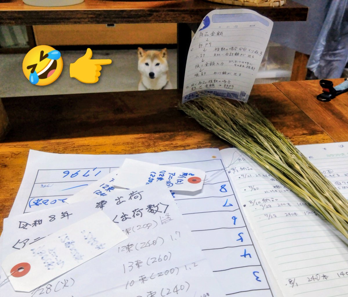 sanaem4's tweet photo. ボク、今お母さんは忙しいって知ってる。
お利口さんなこの姿。
遊べないって理解し待てるボクを、こっち来て撫でで褒めてみ。
という心の声がダダ漏れの視線を送ってくる。 https://t.co/ceFeZnk89P