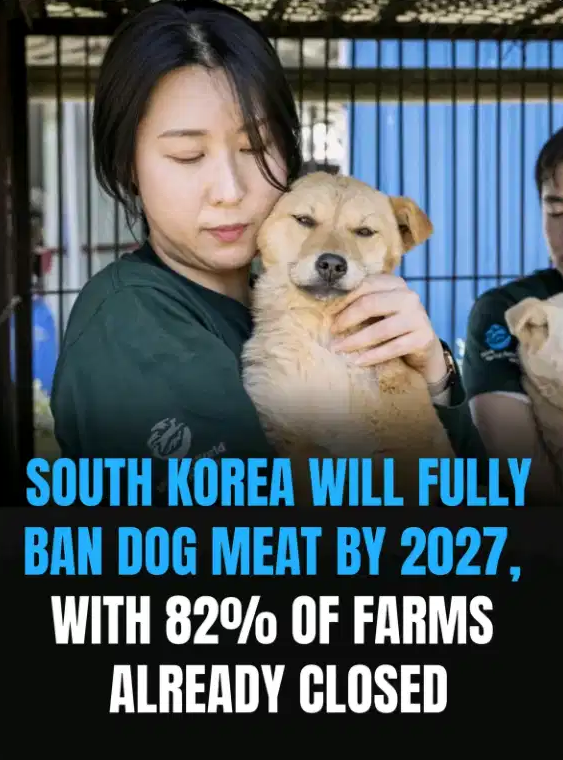 Rainmaker1973's tweet photo. Great news! 🇰🇷 

Progress like this shows real change is possible. So many farms already closed and the full ban coming in 2027 shows that dogs deserve better. https://t.co/j69X9LRLT1