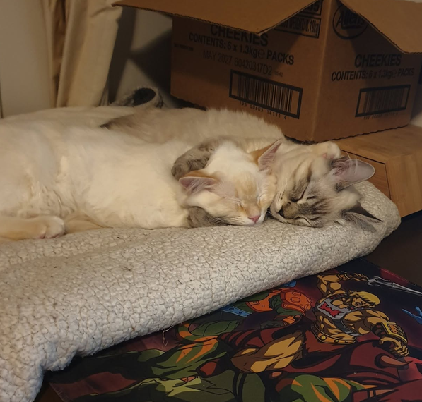 Arcdarque's tweet photo. @MidNight_Tigolf sleeping with paws around your neck not sure if weird or cute https://t.co/W97b8FOHaE