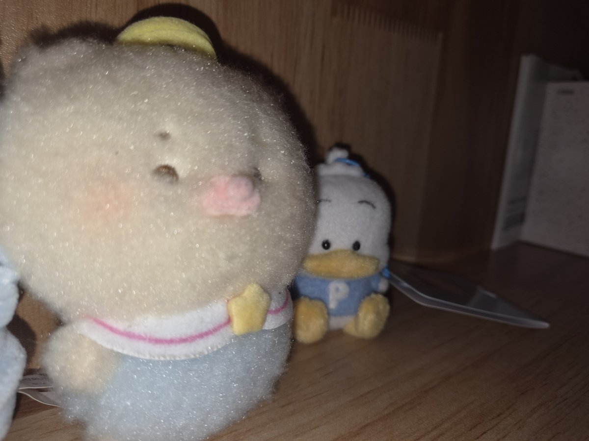 yentakoo's tweet photo. 저희집 아기들 보실분 https://t.co/1qLqw5nbQf