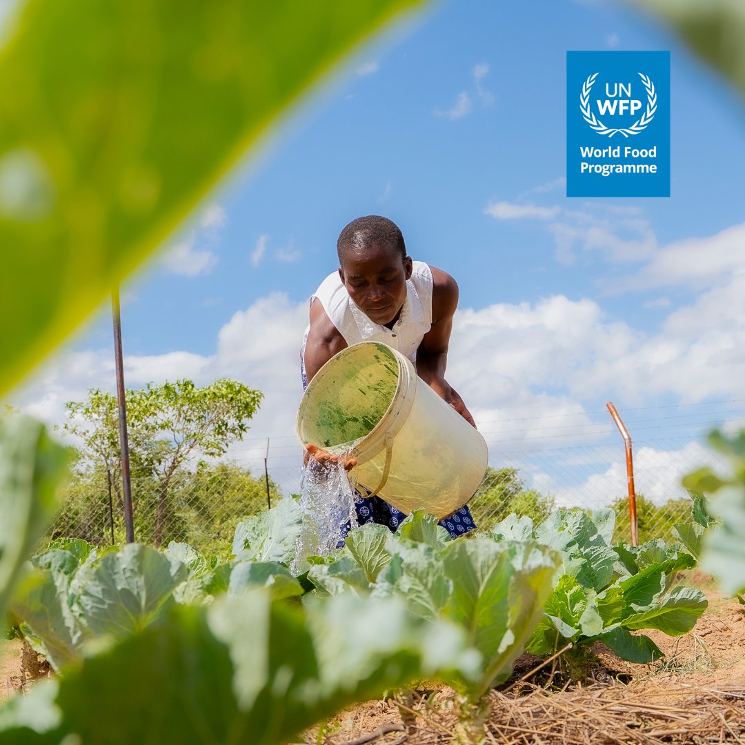 WFP_Zimbabwe's tweet photo. Across #Zimbabwe, mothers, farmers, and breadwinners are everyday heroes, working tirelessly to feed their families and communities.

This Heroes Month, we salute the food heroes whose dedication keeps hope growing and plates full. https://t.co/7VVMi8djA3