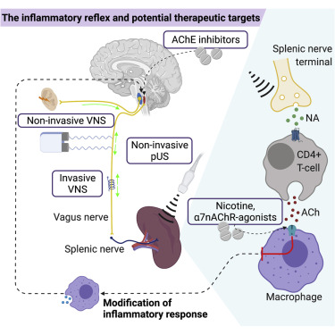 Elijahkrings's tweet photo. Vagal tone activity acts as a top down inflammatory control instance where its efferent neurons lower inflammation via activation of nAch receptors on macrophages

Switching it on and off reliably is one key pathway to resilience as else, any inflammatory insult will yield a highly disproportional inflammatory pattern, which can lead to chronic inflammatory phenotypes

This cholinergic anti-inflammatory pathway could potentially be suppressed in patients suffering from certain chronic gut diseases like IBS or IBD, as indicated by studies showing impairment in the brain regions associated with the ANS/Vagus

Electrical vagal stimulation, Meditation, Breathing exercises are all good

Additionally, high dosage thiamine, choline, pantothenic acid are critical nutrients needed for Ach production

Others have reported that direct mitochondrial agents like CoQ10 or PQQ could increase their HRV, which is an interesting bioenergetic angle