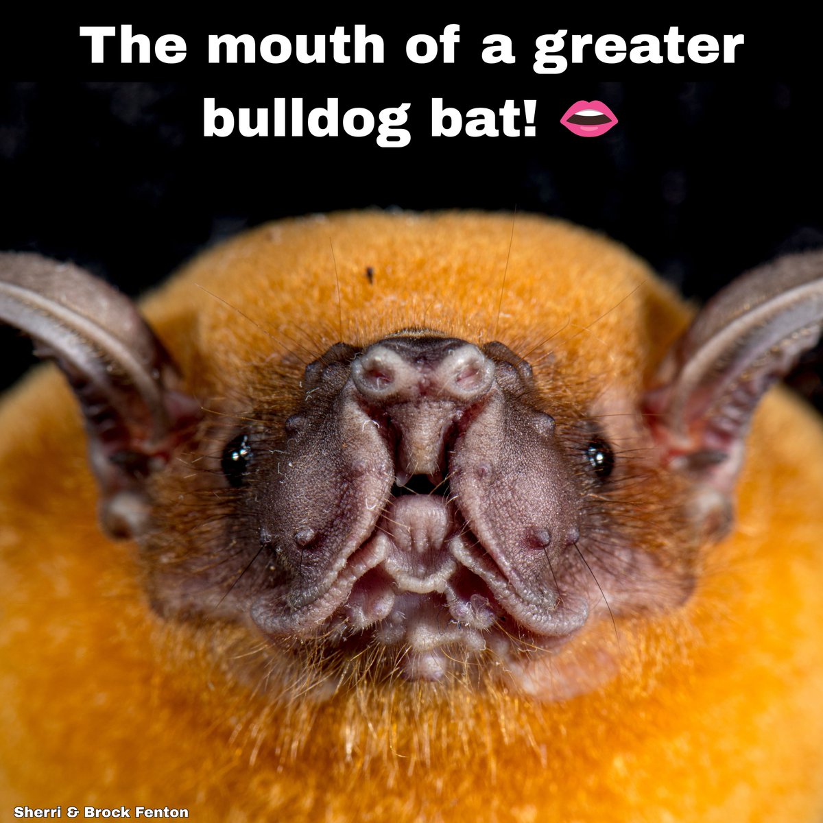BatConIntl's tweet photo. Swipe to find out. ⏩👄 https://t.co/PFntO2ybNt