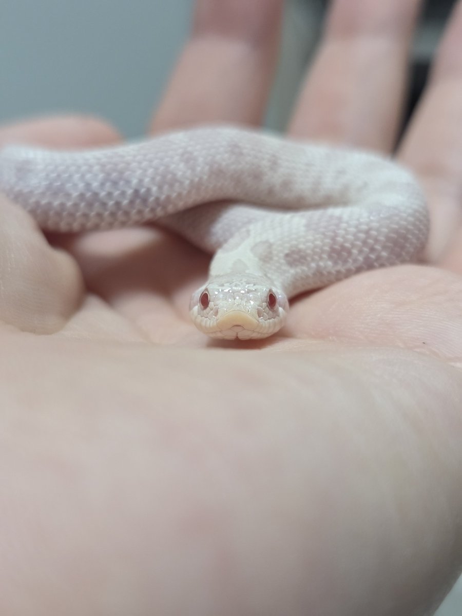 tegrsnake's tweet photo. 두쥐 https://t.co/CHOPJxRYgO