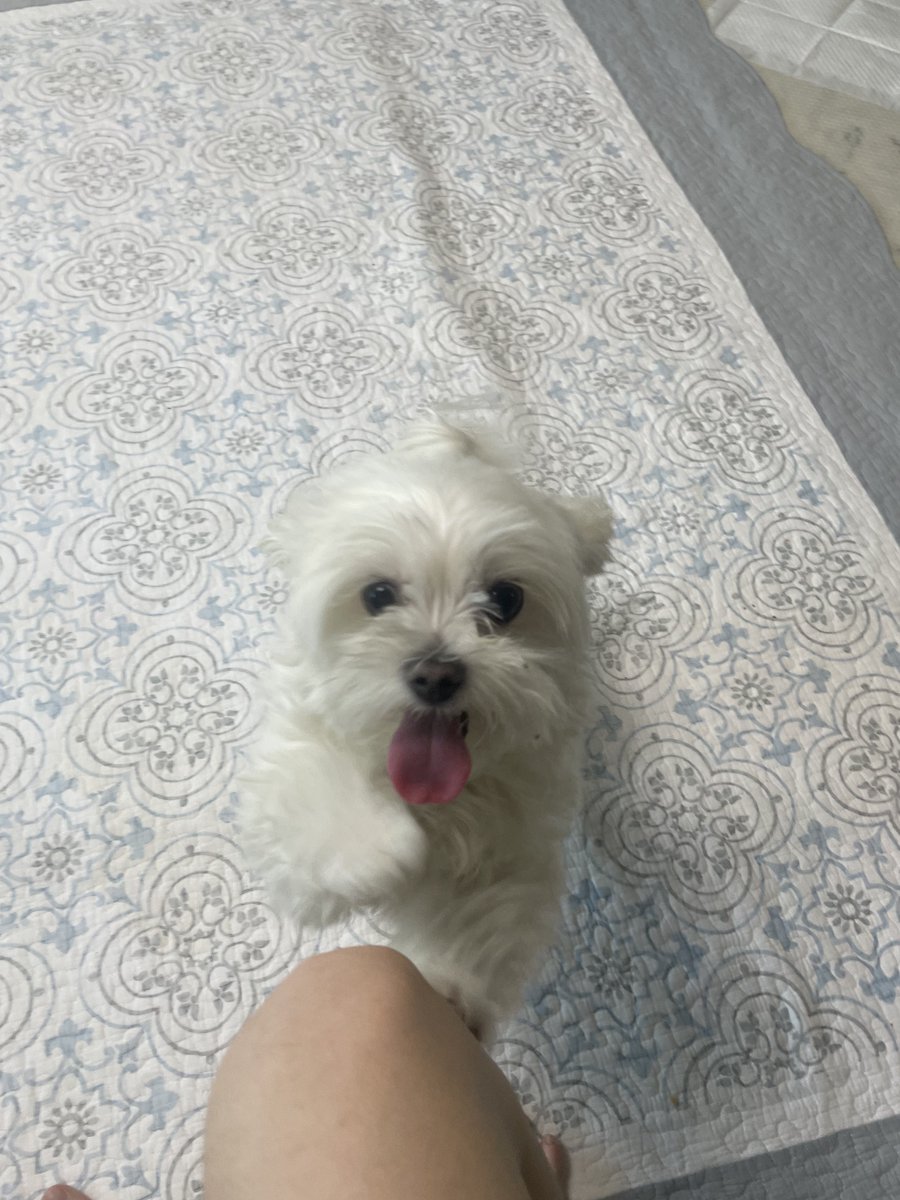 loveumypuppy6's tweet photo. ‼️ 길 잃은 강아지 보호하고 있어요

- 말티즈 여아, 칩 없음 
- 서울 화곡동 아파트 정문 근처 차도에서 돌아다님

털 깨끗하게 잘 관리 되어있어서 주인 있는 강아지 같아요 https://t.co/8rRdu6NGDc