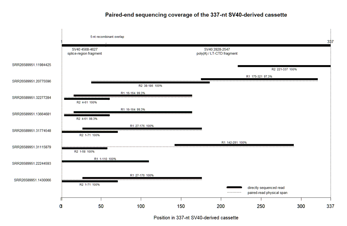 Jikkyleaks's tweet photo. 🚨🚨🚨 BREAKING part 2:

This looks like the second SV40 plasmid cassette DNA in the Pfizer vaccine is complete, not fragmented, and detectable in the serum at 24/48 hours post vaccination. 

All matching reads manually mapped. 
No breaks. 

What does this mean? 

It means that when Pfizer manufactured their claimed mRNA vaccine they did 3 things:
1⃣ Used a high risk carcinogenic plasmid without caring that it could be leftover in the final product
2⃣ Failed to digest that plasmid, leaving intact and functional SV40 fragments being injected into humans at such a level they can be detected by sequencing. 
3⃣ Lied about it

The TGA, FDA, EMA, Canada health and every government not only covered it up but failed to do this work, whilst suppressing work from people like Chakrabarty. This is the first time, to my knowledge, that those SRAs have been interrogated at this level to demonstrate intact SV40 elements. 

All whilst KNOWINGLY injecting these plasmids, with SV40 regulatory elements intact, into pregnant women and covering up the increased miscarriage risk. 

It's criminal - but without prosecutions it will happen again and again. 

@SenRonJohnson @TonyNikolic10 @SenatorAntic @MRobertsQLD @Kevin_McKernan @Patent_SUN @scoopsmcgoo @RWMaloneMD @MaryanneDemasi @dystopian_DU @DrJulieSladden @stkirsch 

#plasmidgate #placentagate