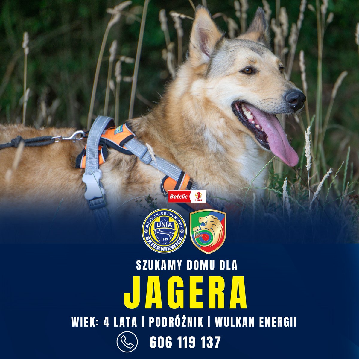 uniaskcofficial's tweet photo. 🐾 Pamiętacie Jagera z akcji #LigaDobrychSerc – Adoptuj? Przy okazji meczu z Miedzią Legnica szukamy dla niego domu! 🏠❤️

Jager ma ok. 4 lata i mnóstwo energii. Może czeka właśnie na Ciebie?

📞 606 119 137

#UniaSkierniewice https://t.co/8J68vZczOt