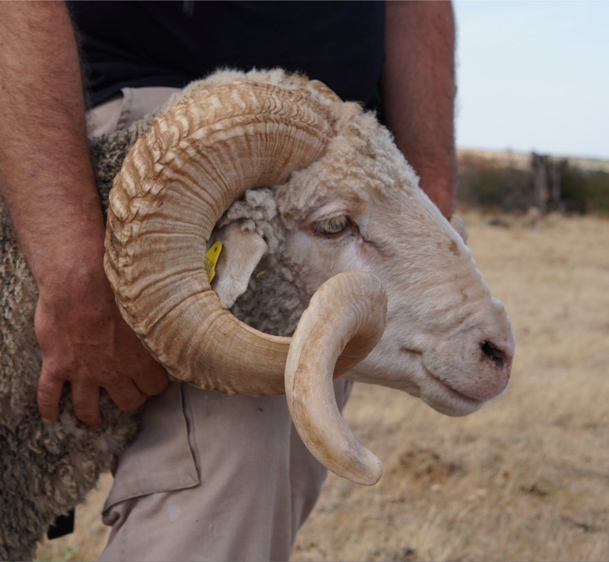 Daviddcoba's tweet photo. El gran David Sancho García de Matabuena (Segovia) y su incansable labor de recuperación del merino autóctono español. David es hijo, nieto, sobrino y bisnieto de reconocidos pastores trashumantes segovianos. Dejó su trabajo para volver a esto. https://t.co/N2bsKamOGQ
