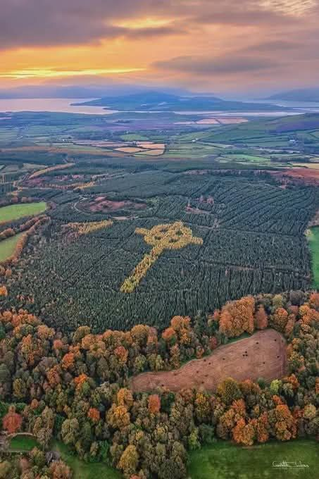 LeoDaVinciWave's tweet photo. From an ordinary forest, a giant Celtic cross appears every autumn.
Hidden near Killea in County Donegal, Ireland, the Emery Celtic Cross was secretly created by local forester Liam Emery in the early 2000s.
He carefully planted larch trees among evergreen Sitka spruce, arranging them in the shape of a huge Celtic cross. For most of the year, the trees blend into the surrounding forest.Then autumn arrives.
The larch trees turn brilliant golden-yellow while the evergreens remain green, revealing the enormous cross from the air—measuring roughly 200 metres across the landscape. Emery died before he could see his creation fully revealed. Today, his carefully planned forest design remains a remarkable living landmark and a lasting piece of landscape art. 🍂☘️
A work of art that was planted, not built.