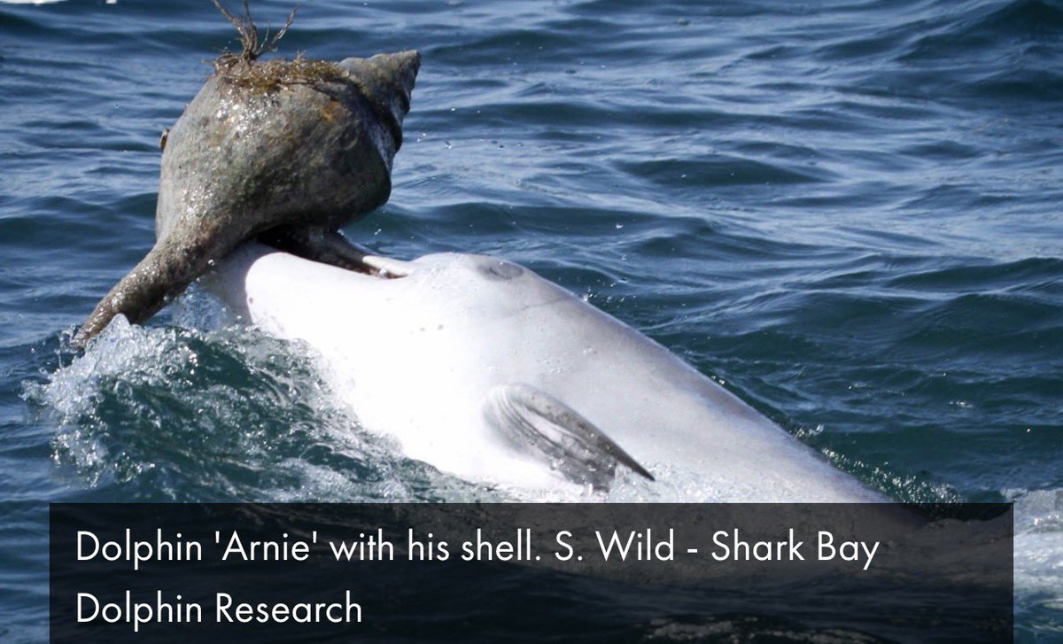 ACuriousSignal's tweet photo. 🐬 Dolphins have apparently invented takeaway containers.

Researchers have filmed bottlenose dolphins chasing fish into empty sea shells, carrying the shells to the surface, draining the water…

…and tipping the fish straight into their mouths.

Even better, a calf was seen learning the trick from its mother.

Dolphins are getting worryingly good at this.