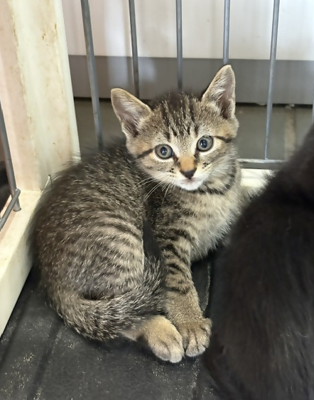 moriya_kankyou's tweet photo. 現在、守谷市役所では生後1.5か月程度の兄弟子猫6匹を保護しており、里親を募集中��す。里親に興味がある方は8月21日(金)までにご連絡ください。詳細情報は守谷市ホームページからご確認ください。https://t.co/7uiliG0irP守谷市生活環境課TEL0297-45-1111 #保護猫 #里親募集 https://t.co/N6M0WtpAqk
