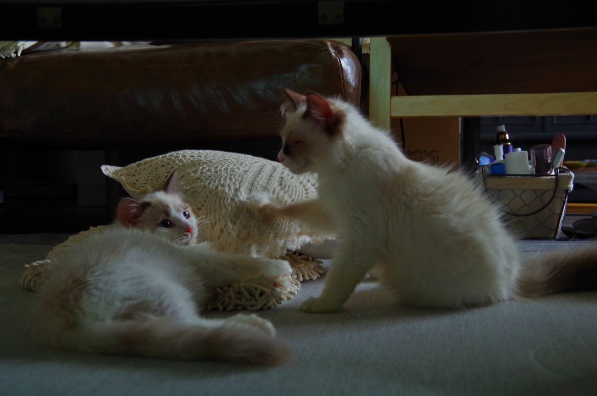 tinerinrin's tweet photo. あいすとくりんが来てからは毎日がにぎやか🐾

ちょこは少し離れたところから見守りながら、
時々ふたりをペロペロお世話してくれていました😊

写真を見返すと
優しい時間だったなぁと思います🍀

#猫のいる暮らし #あいすとくりん
#ラグドール #メインクーン https://t.co/CPM2Qj1xLL