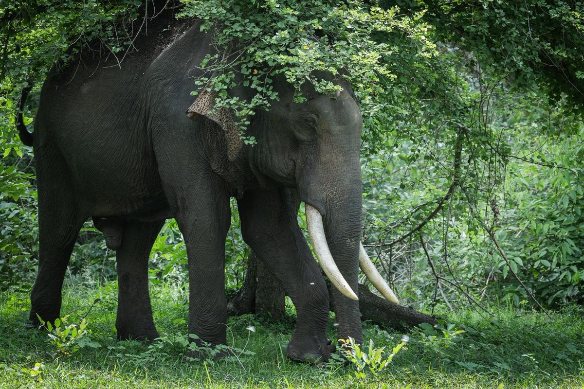 narendramodi's tweet photo. On World Elephant Day, we celebrate the majestic elephant which has remained an integral part of India’s ecological heritage. It is gladdening that India is home to over 60% of the world’s wild Asian elephants. Our nation has 33 Elephant Reserves, which provide habitats for elephants and strengthen our efforts towards their long-term conservation. We are also proud of all forest personnel, scientists, veterinarians, mahouts and the local communities who are integral to all such efforts.