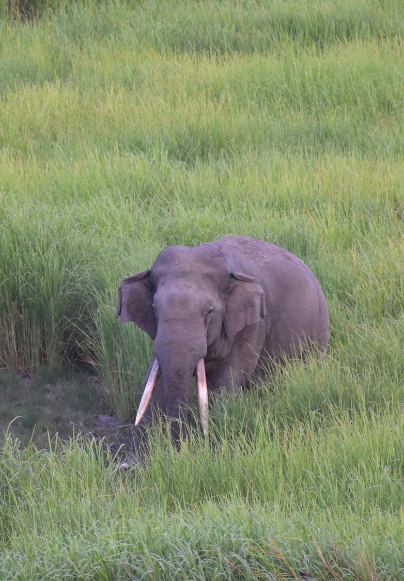 narendramodi's tweet photo. On World Elephant Day, we celebrate the majestic elephant which has remained an integral part of India’s ecological heritage. It is gladdening that India is home to over 60% of the world’s wild Asian elephants. Our nation has 33 Elephant Reserves, which provide habitats for elephants and strengthen our efforts towards their long-term conservation. We are also proud of all forest personnel, scientists, veterinarians, mahouts and the local communities who are integral to all such efforts.