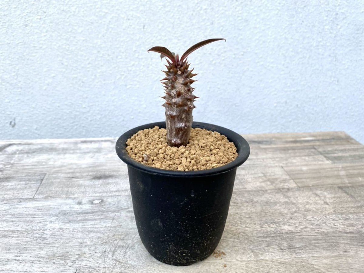 tdrg65's tweet photo. パキポディウム バロニー  (Pachypodium baronii)

バロニーかっこいいよね。
春から外管理でカイガラムシからの猛攻からようやく脱してきたところ。
ヤフオクで購入して2年半。 https://t.co/JM2um53I9Y