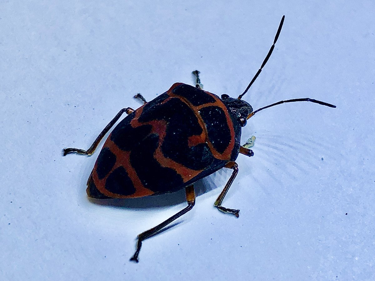 Insect_loves_'s tweet photo. 何年か前に一度だけ見れたアカスジキンカメムシの黒化型。
闇堕ちした感じがしてカッコいい。 https://t.co/5ZrFlSmLhR