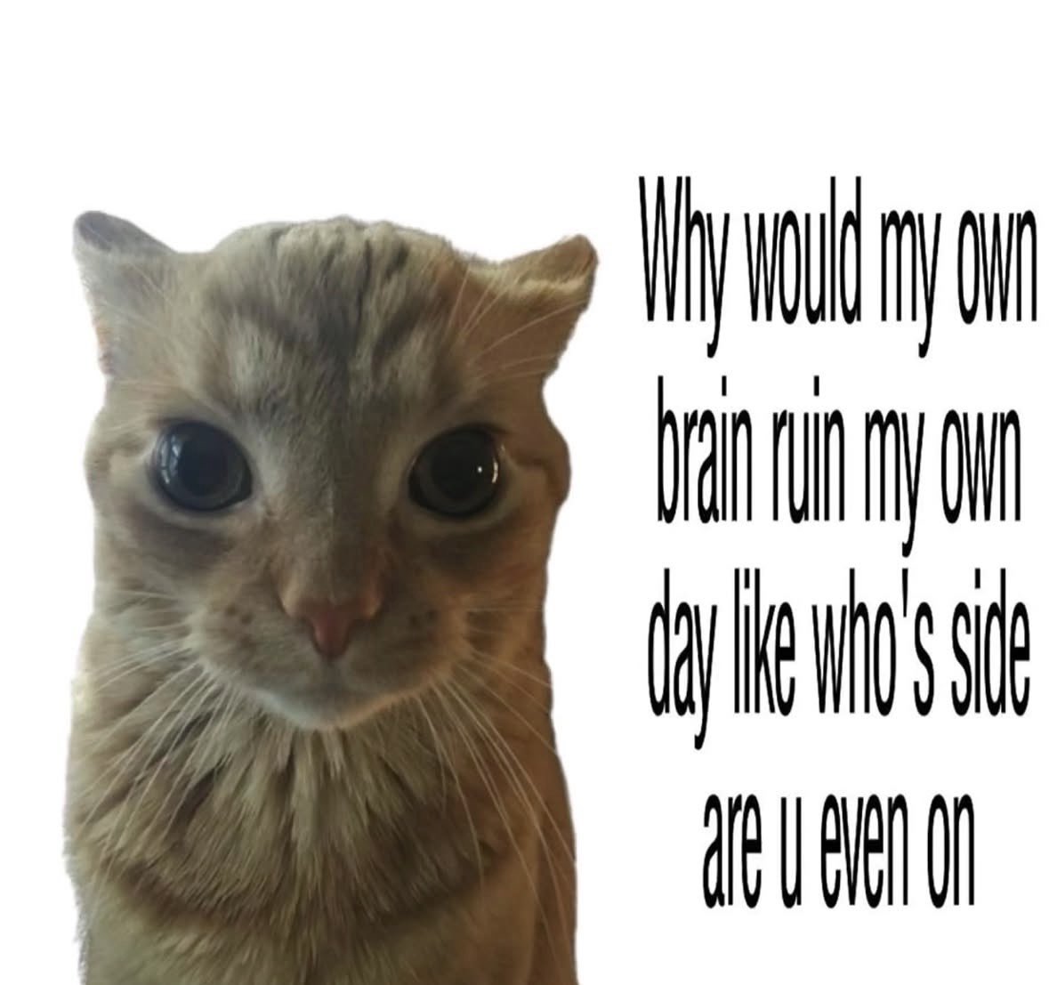 literallymecats's tweet photo. https://t.co/ogcRvevkww