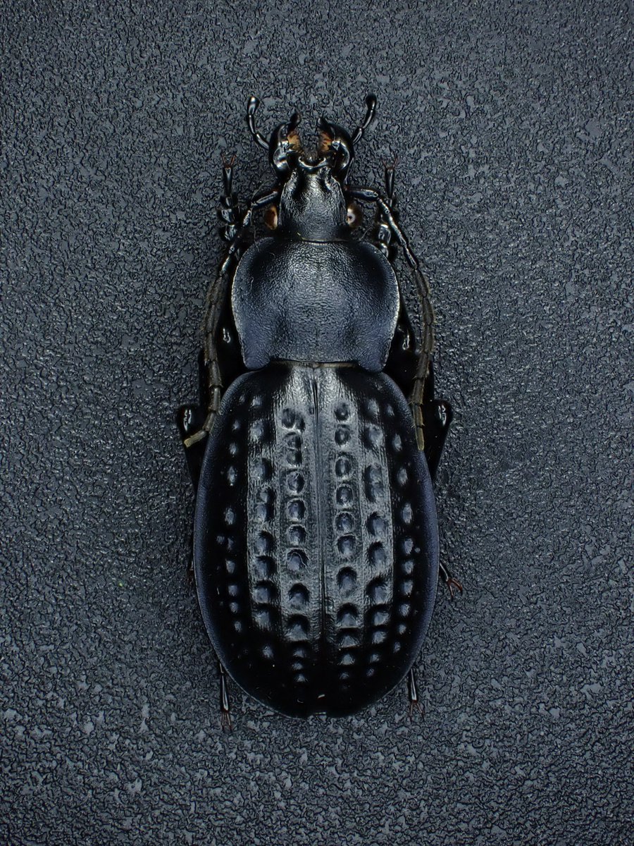【激レア特価】韓国産オサムシセット　Eucarabus spp. &アオカブリ 激レア特価】韓国産オサムシセット Eucarabus spp. &アオカブリ 激レア