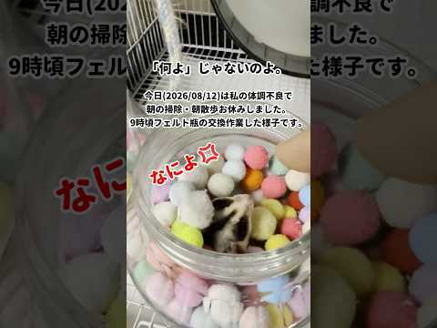 gelehrte_crest's tweet photo. 今日(2026/08/12)は朝配信で掃除が出来なかったので、配信外で掃除を。

今日のフクロモモンガです。高画質動画はリンク先からどうぞ

どいてくれない…！お掃除したい飼い主vs絶対に寝たいフクロモモンガ #おはモモンガ #shorts 
https://t.co/fIOEpBu0au https://t.co/vPE6Gwjy5L