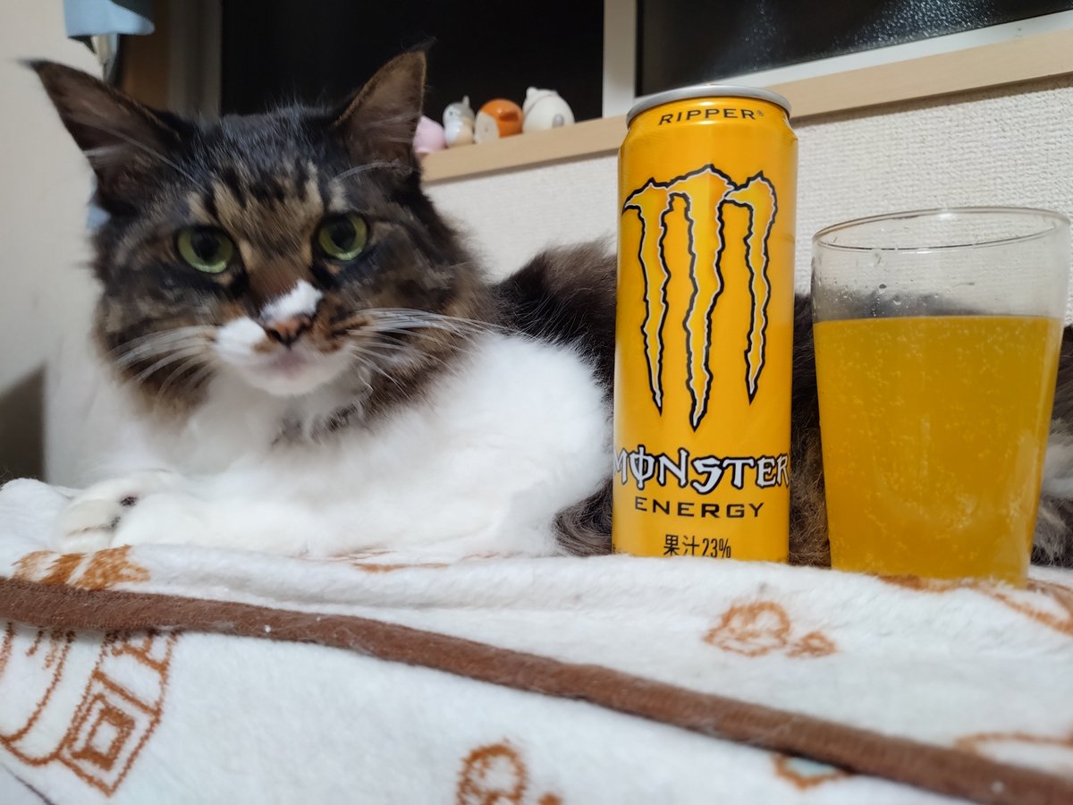 bobnyasopia's tweet photo. 日本でリッパーが普通に飲めるのホント凄い🐥
世界的に見ても絶滅危惧種な気が💦
日本モンエナの独自の生態系に感謝(ΦωΦ) https://t.co/XgSVzcWDTd
