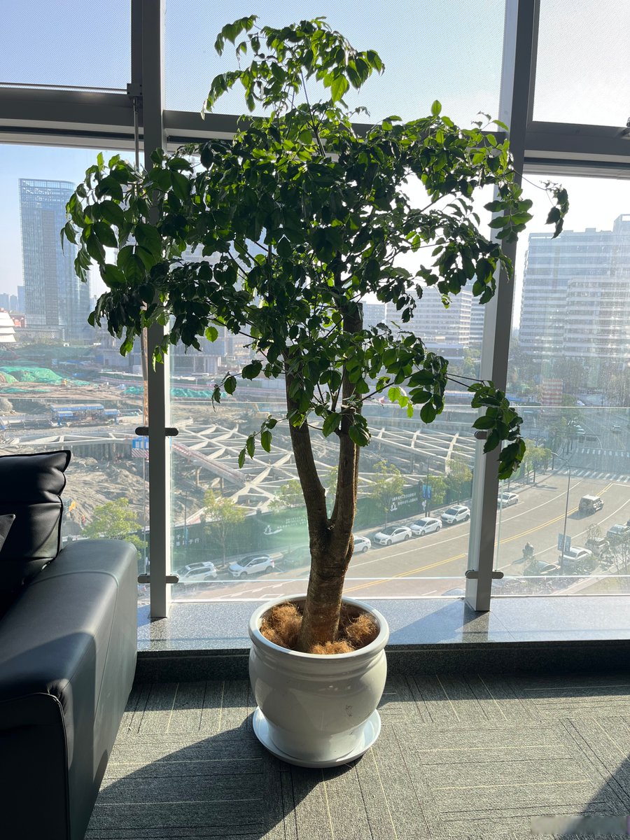denisecottrell6's tweet photo. Tidy desk = tidy mind  My go-to work setup: a few plants, a notebook, and only the essentials to stay focused. https://t.co/1Qgni2QPDV