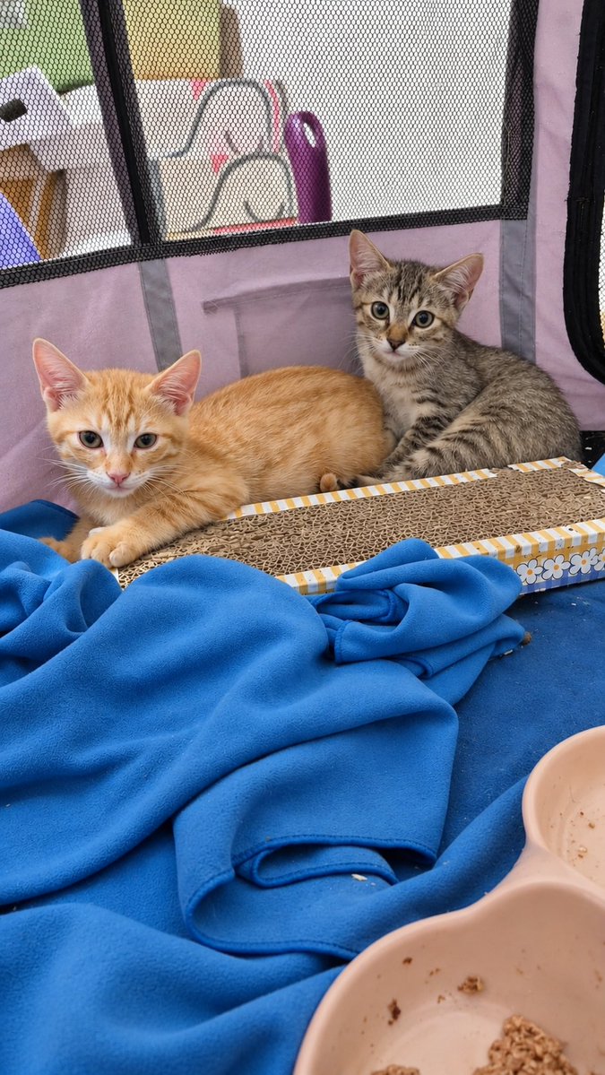 Neinei_rescue's tweet photo. Timidilla y Vacilón tienen una posible adopción a final de mes pero se han quedado sin casa de acogida.

Necesitan un sitio en el que estar, los primeros días en un parquecito y luego sueltos y alguien con paciencia porque aún bufan. En unos días os los ganáis.

En cualquier parte de Cataluña. Ya tienen el protocolo, solo falta la segunda vacuna.